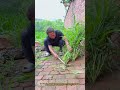 Mowing ASMR To Relax Mind