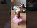 Funniest Dog Moments For Today, Chihuahua said: watch this 😂 #funnydogs #dog #shortsviral #shorts