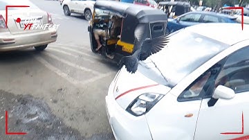 Galaxy Note 9 slow motion video. Bird Slow Motion...