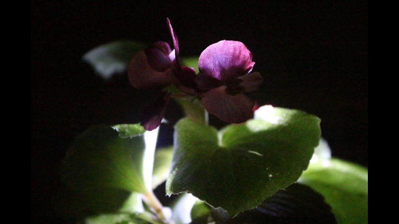 Assistant public defender-Olga