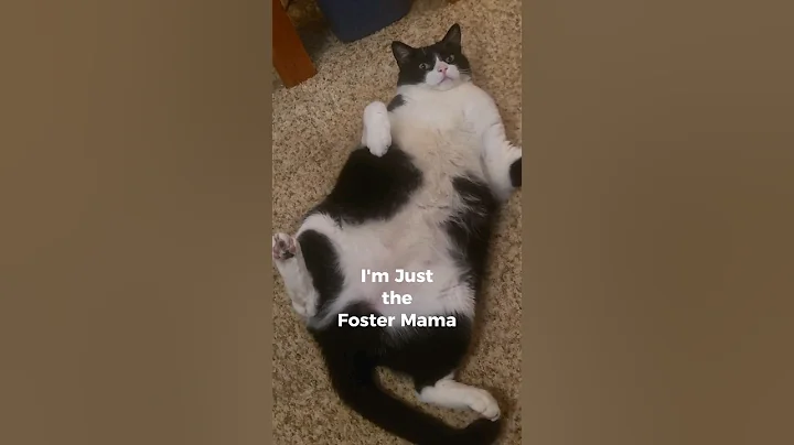 Video 9257211: cat cute kitty funny, cat training cute, cat cutecat, cat adoption funny, happy cat