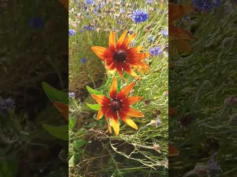 wildflower garden popping!!