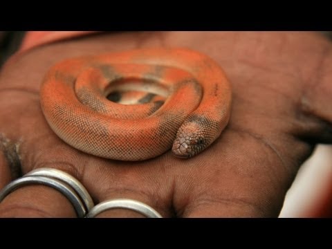 Cara Merawat Ular Bayi | Pet Ular