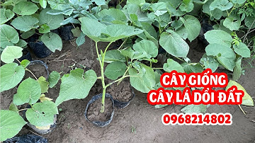 Cây giống cây dổi đất - Cây gia vị đặc trưng vị thơm ngon hợp với nhiều món ăn.