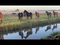 Beautiful colorful horses
