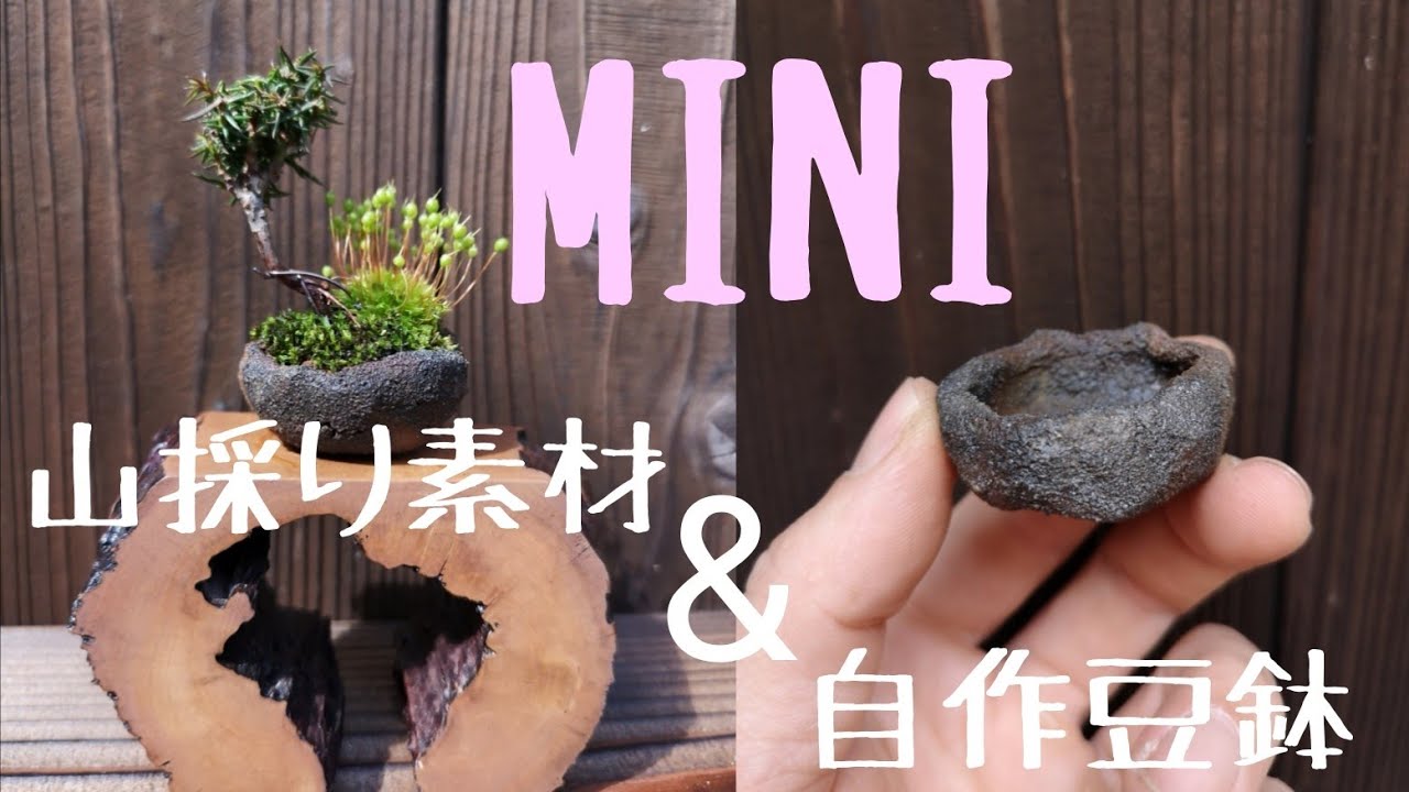 天然苔 bonsai 天然苔 bonsai