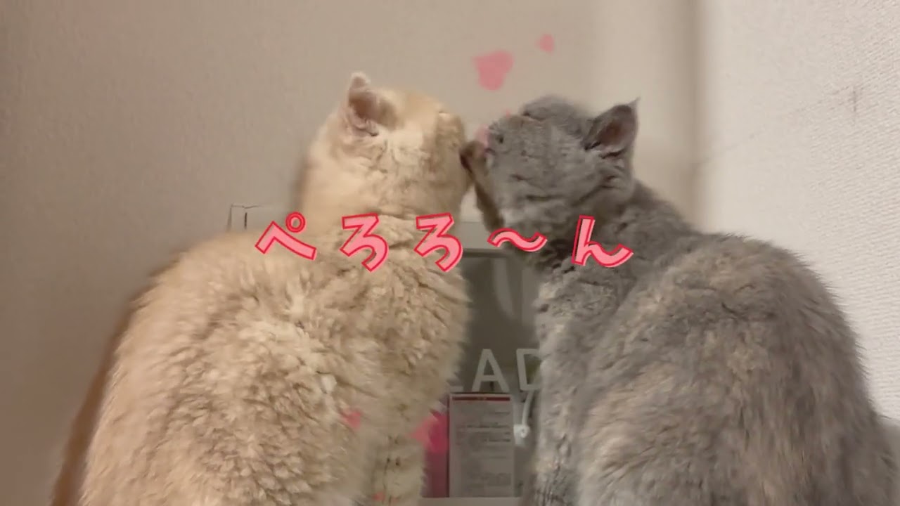 【エキゾ】ぺろろ〜んどっせい！こまたろう！【エキゾチックショートヘアー】