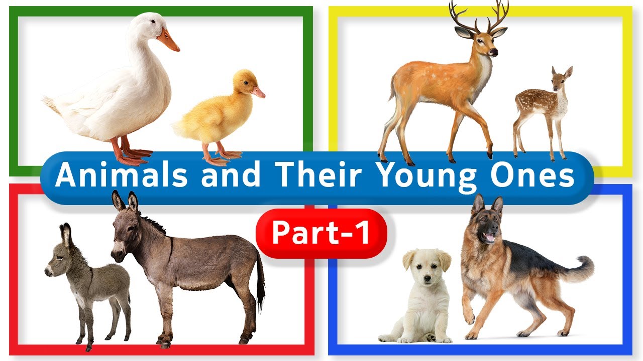 Animals and Their Young Ones Part-1 || Animals and Their Babies || The Best  Animal Video For Kids - YouTube