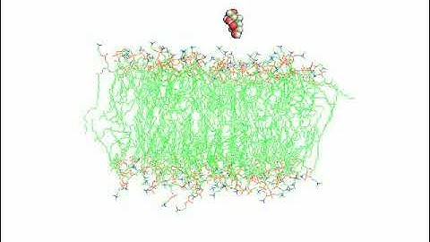 Steered Molecular Dynamic (SMD) Simulation & Drug Permeability