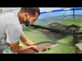 Moving MONSTER Fish into POOL Pond!