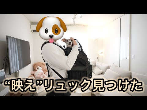 【エアバギー】イタグレにもぴったりのペットリュック発見しました！！！