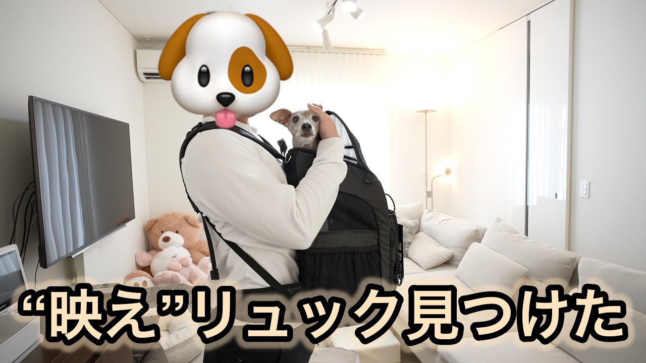 Air Buggy] We've found a pet backpack that's perfect for Italian