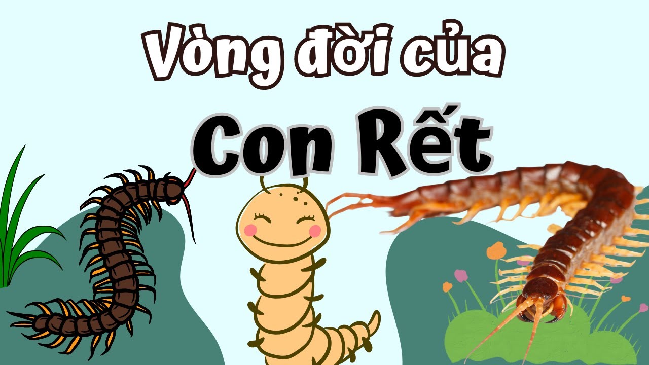 Vòng Đời Của Con Rết Bao Nhiêu Ngày? Centipede's Life Cycle - YouTube