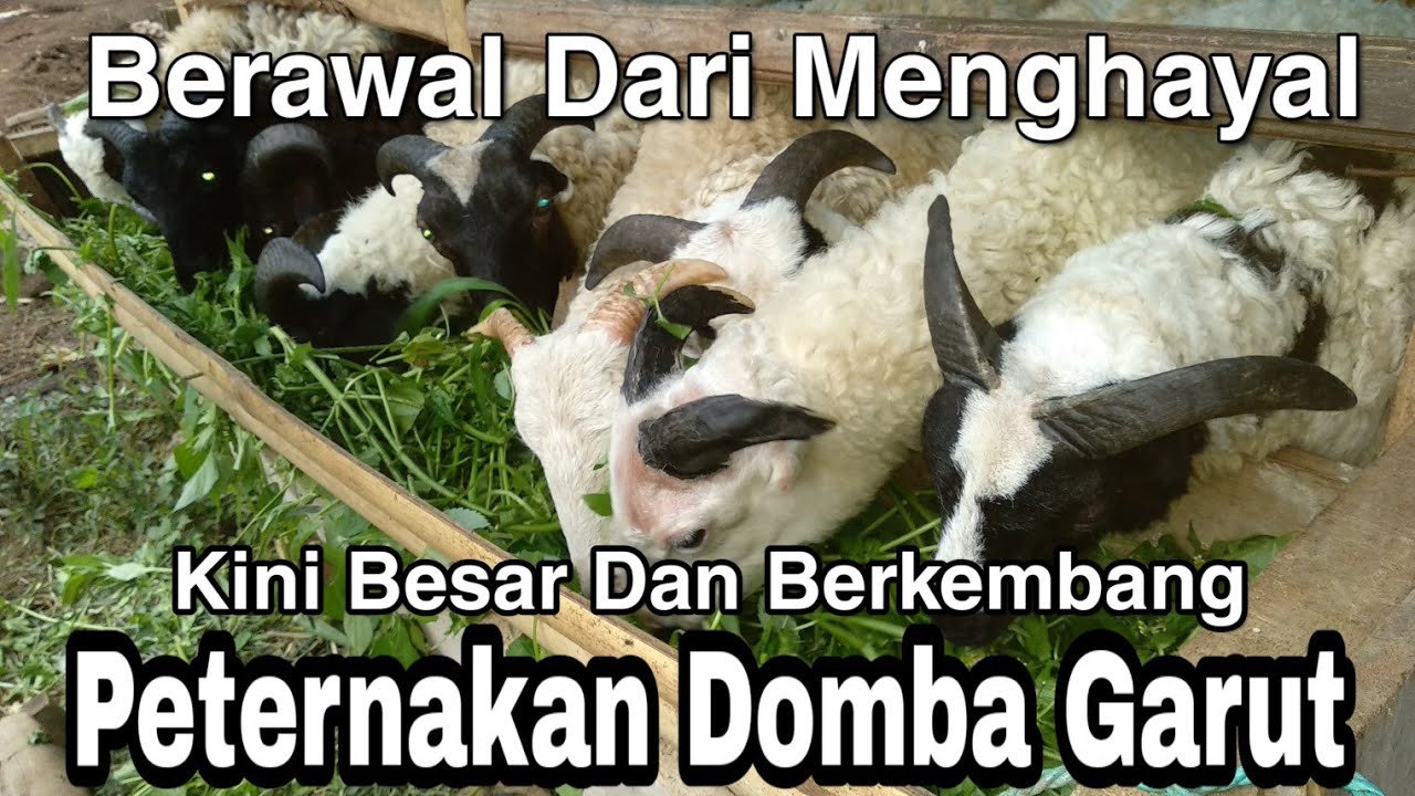 Peternakan Domba Garut - Mulailah Bermimpi 