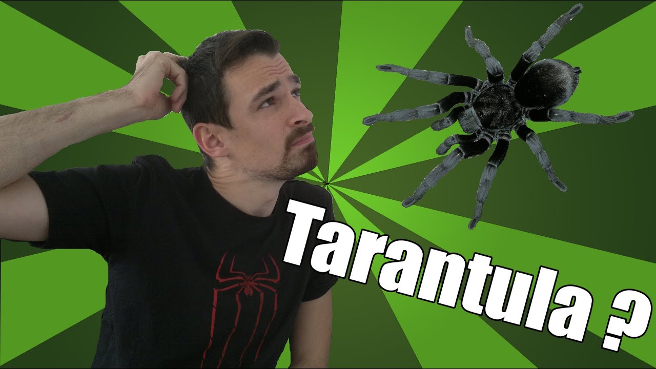 sheet bend Is a tarantula the right pet for you | Tarantula pet guide