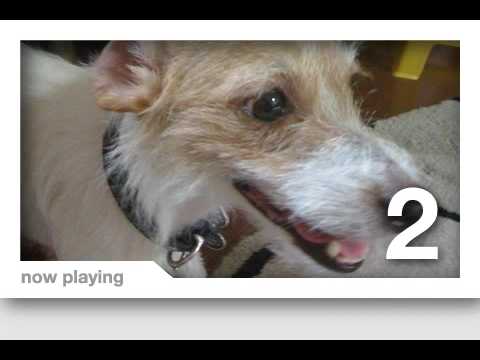 Dog - YouTube