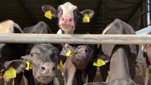 Harper Adams University