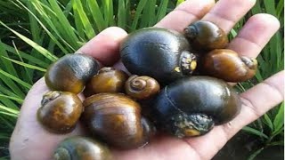 looking for and finding snails, rice field snails, golden snails aplenty