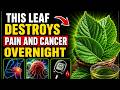 This Simple Leaf Tea Is Secretly Helping Joints, Skin & Blood Sugar