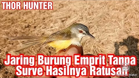 Jaring Burung Emprit Tanpa Surve Hasilnya Ratusan
