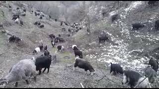 tokat serpin yaylası emmioğlu keçileri güdüyor
