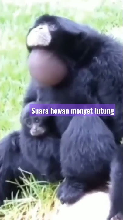 SUARA LUTUNG KASARUNG #shorts #hewan#lutung #lutungkasarung