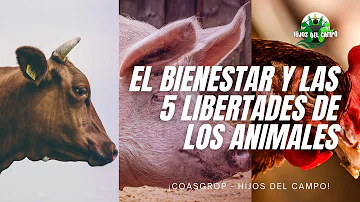 ¿Cuáles son las 5 libertades básicas?