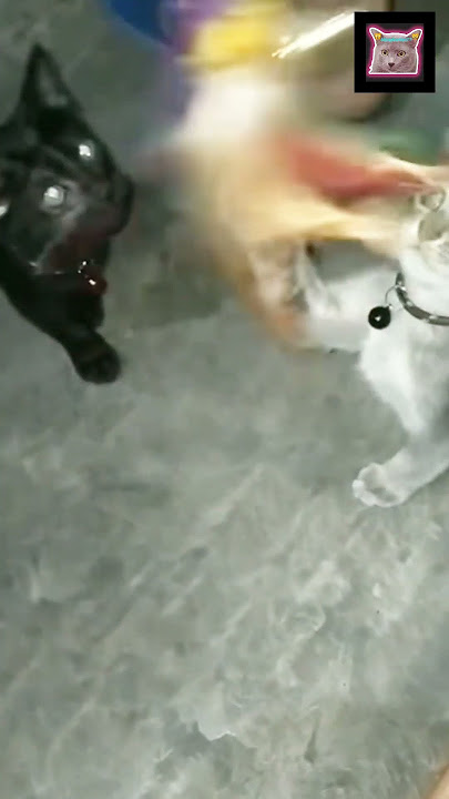 SEMANGAT 45❗😂 #shorts