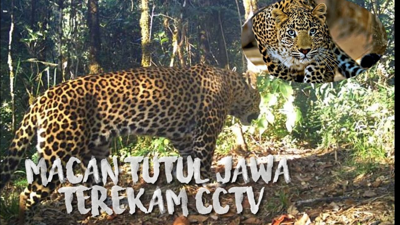 KUMPULAN Macan  Tutul  Jawa terekam CCTV MACAN  TUTUL  JAWA 