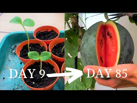 Video: Tiger Baby Watermelonin hoito: Opi Tiger Baby Melon Vinesista