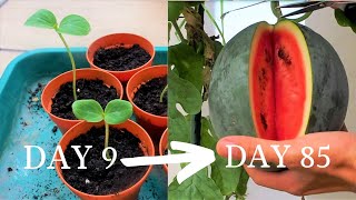 Growing watermelon 2  Sugar Baby Melon, from seed to harvest!