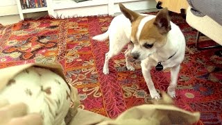 PANCHO OPENS MY CHRISTMAS PRESENT | Nic and Pancho