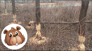 Busy Beavers