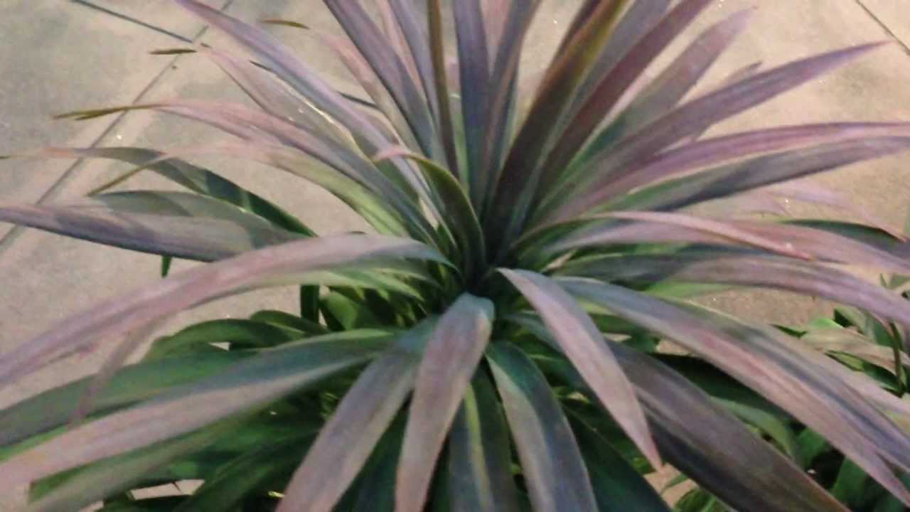 外でも越冬出来る観葉植物 ユッカ デスメティアナ Youtube