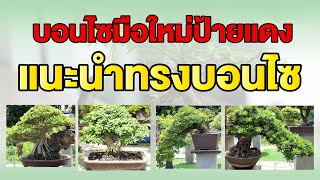 Bonsai Station [บอนไซมือใหม่ป้ายแดง] EP.2 รูปทรงบอนไซ