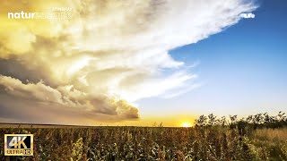 4K TIME LAPSE: The Beauty Of Summer | Stunning Footage with Ambient Sound by @StingrayNaturescape