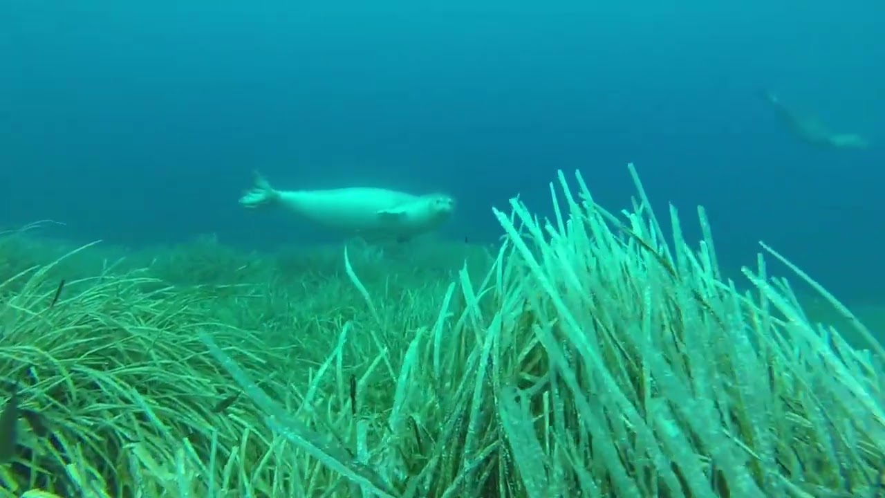 aspetto con sorpresa