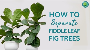 How To Split Your Fiddle Leaf Fig Into Two Plants [Step-By-Step] | Fiddle Leaf Fig Plant Resource