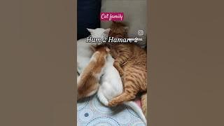 Cat Family = total Love❤️ & care💝 #dinar #riyal #snow #cheeto #catfamily #love #care #viral #shorts