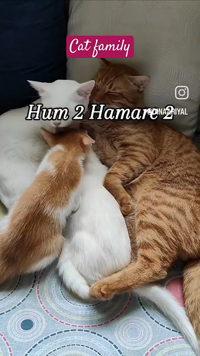 Cat Family = total Love❤️ & care💝 #dinar #riyal #snow #cheeto #catfamily #love #care #viral #shorts