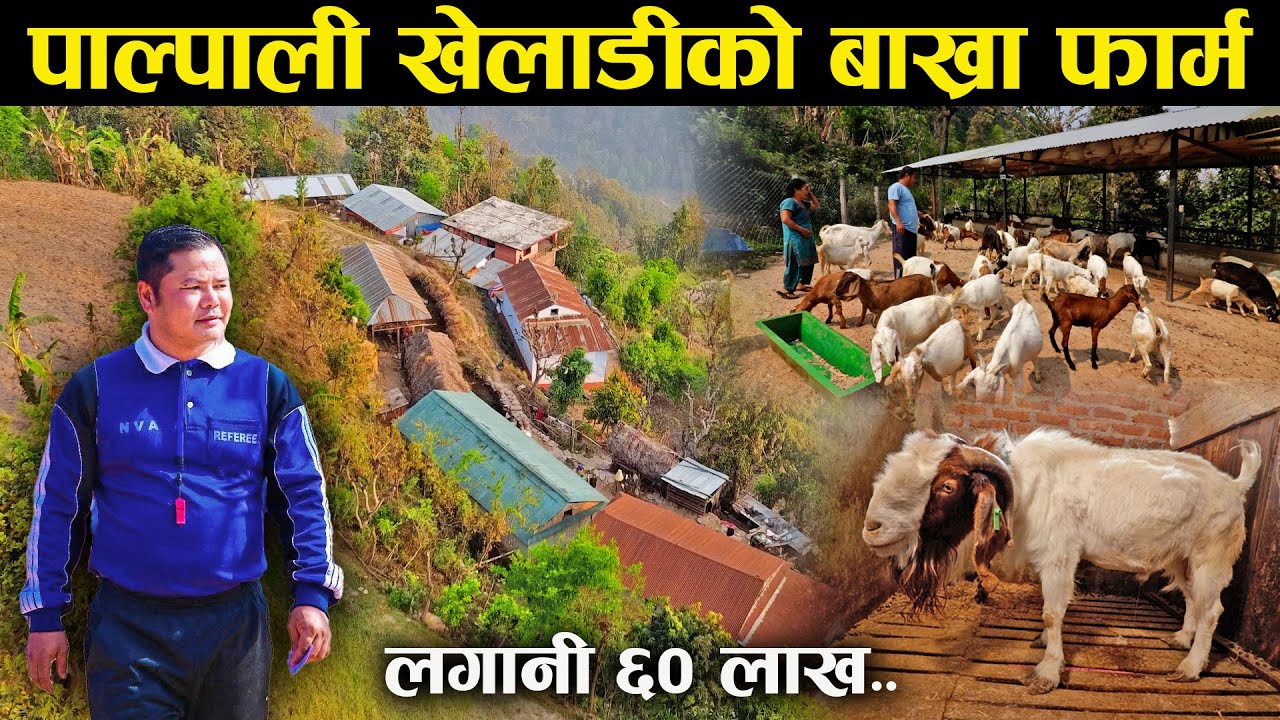 पाल्पाली खेलाडीको बाख्रा फार्म,संख्या १ सय ५० | Palpali Kheladiko Bakhra Farm