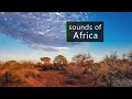 Nature and wildlife sounds from the African savanna