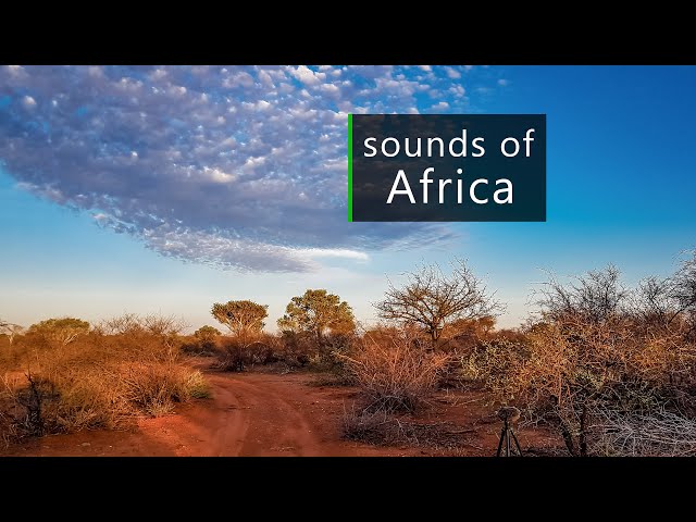 Nature and wildlife sounds from the African savanna class=