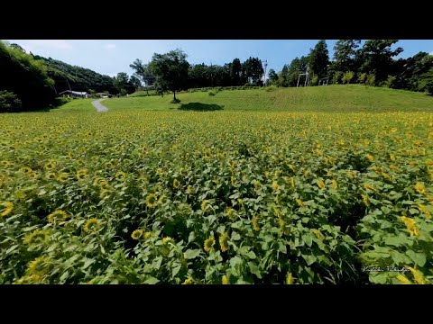 4Kドローン　市原市みつばち牧場を空中散歩　長回しワンショット