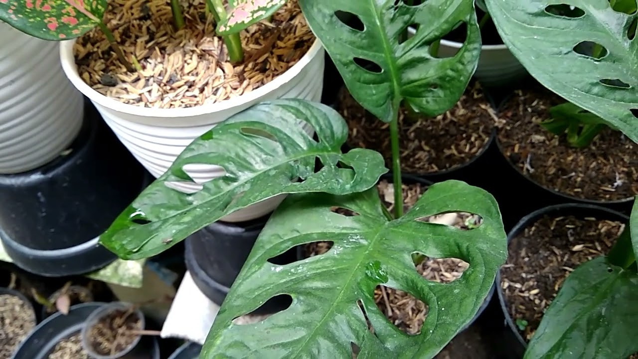 Monstera Acuminata