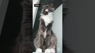 2023 Cute Cat Videos Compilation 😹🥹 | Maine Coons Cats #funnycatvideos by SlowBlink Maine Coons 348 views 6 months ago 1 minute, 21 seconds