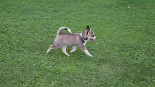 Pomsky Puppies For Sale