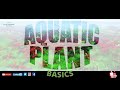 Aquatic Plant Basics