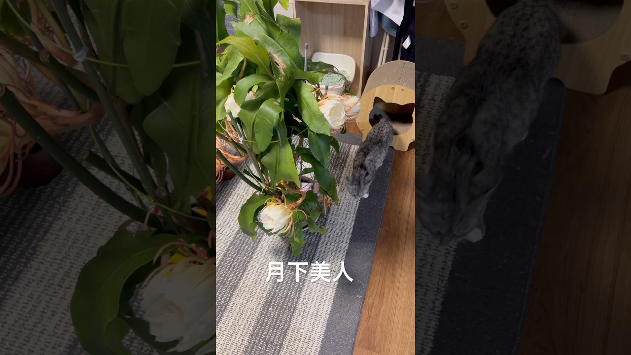 月下美人の匂いに誘われる保護猫 A cat lured by the Queen of the Night. #保護猫と暮らす