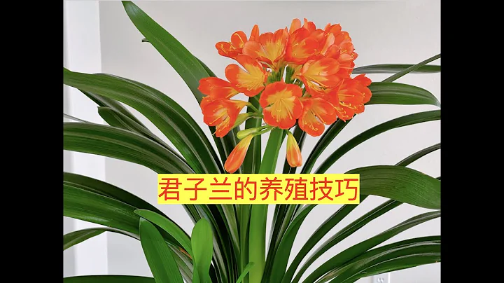 【養花·種菜】015 君子蘭的養殖技巧 君子蘭的養殖/土壤/澆水/施肥/陽光/病蟲害/夾箭的處理 - 天天要聞